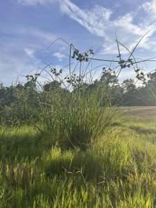 Yellow Nutsedge in Central Texas Lawns: Identification and Prevention. Learn how to identify yellow nutsedge, why it appears in wet lawns, and how proper watering, drainage, and targeted treatment can help control it.