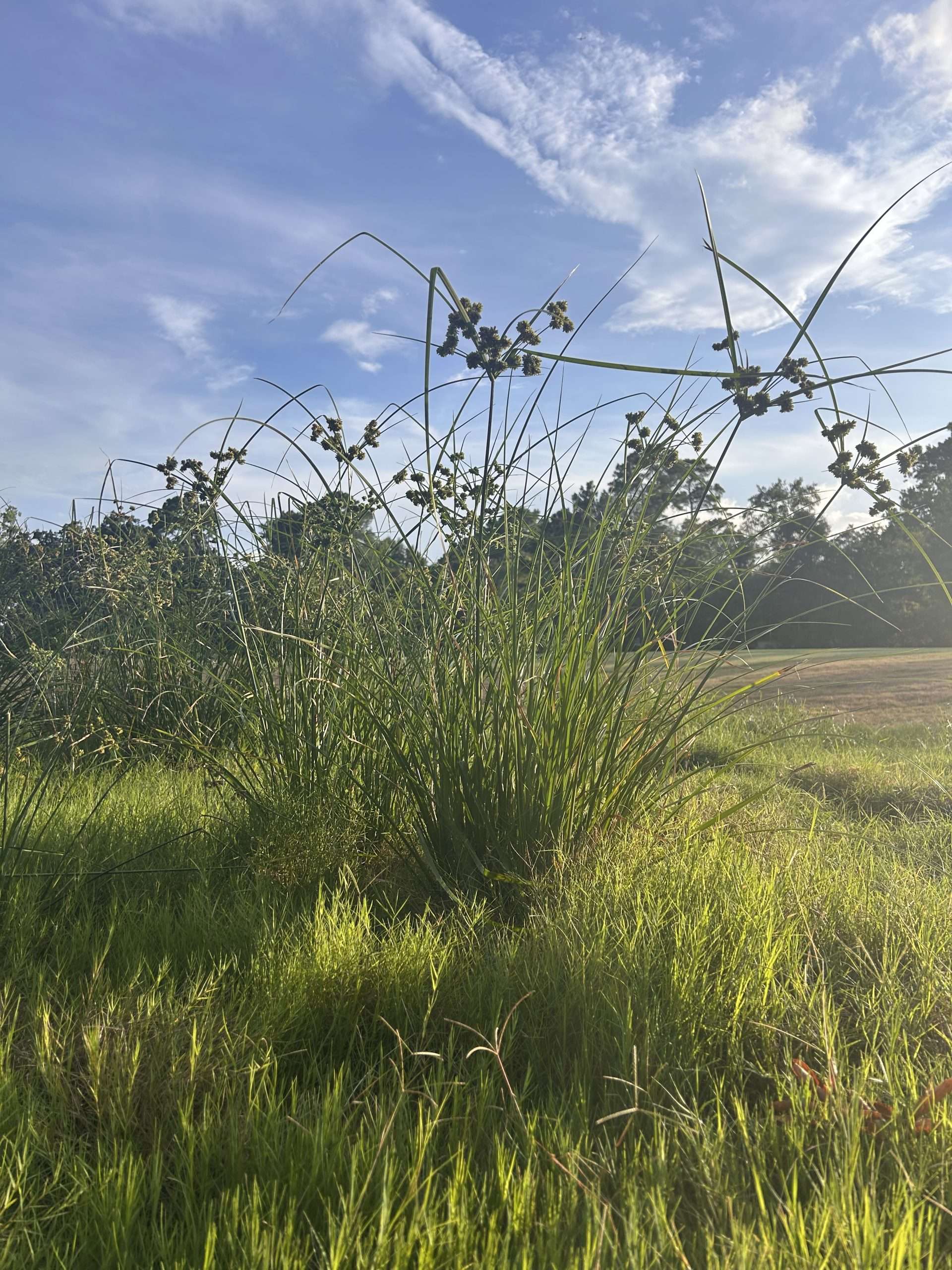 Yellow Nutsedge Identification and Prevention
