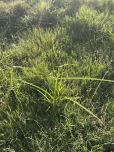 Yellow Nutsedge in Central Texas Lawns: Identification and Prevention. Learn how to identify yellow nutsedge, why it appears in wet lawns, and how proper watering, drainage, and targeted treatment can help control it.