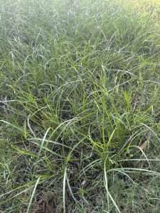 Yellow Nutsedge in Central Texas Lawns: Identification and Prevention. Learn how to identify yellow nutsedge, why it appears in wet lawns, and how proper watering, drainage, and targeted treatment can help control it.